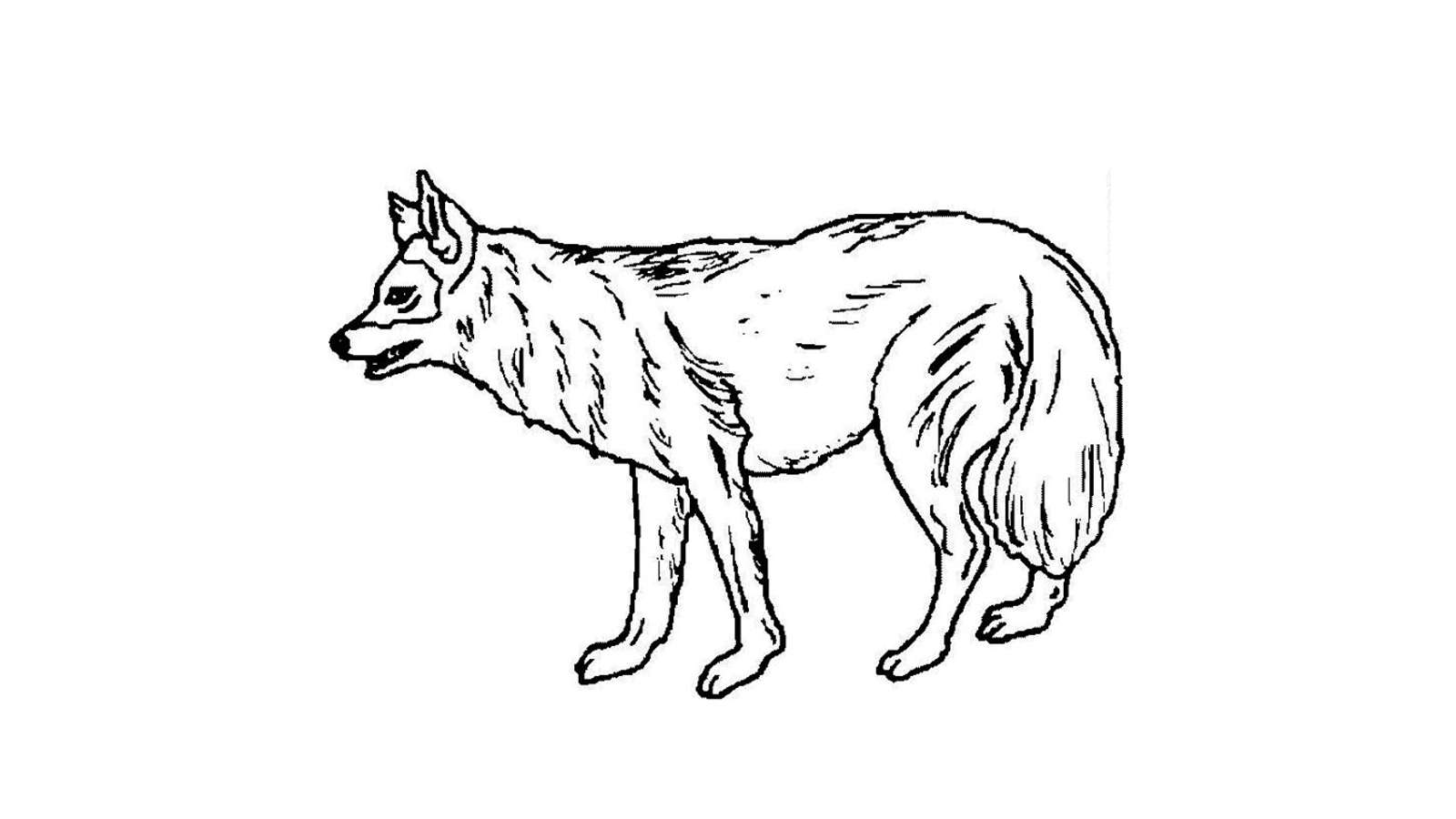 Dibujo de Lobo para colorear y pintar #6106
