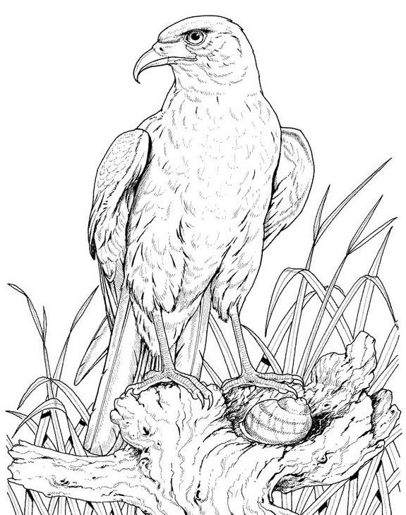 Águila #103
