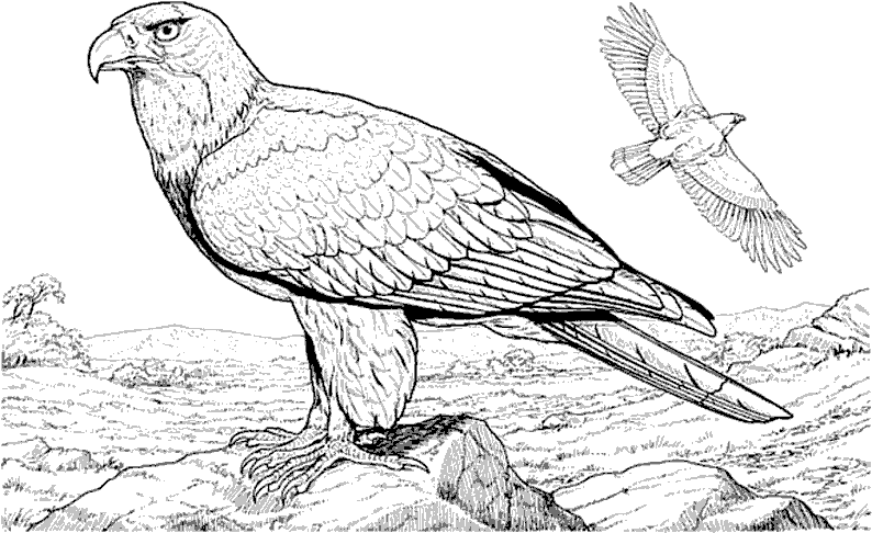 Águila #72