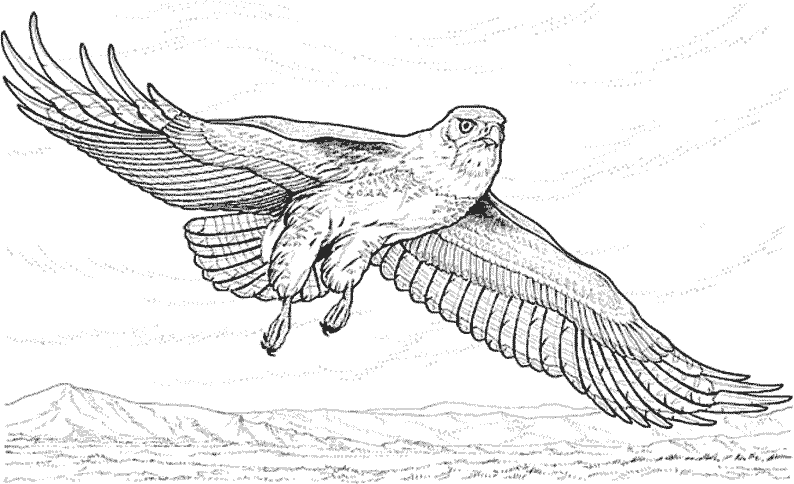 Águila #78