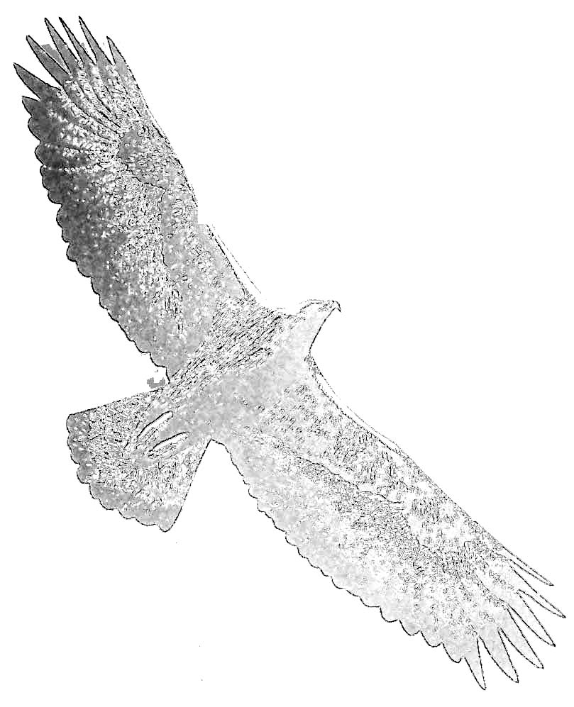 Águila #79