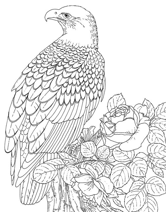 Águila #80