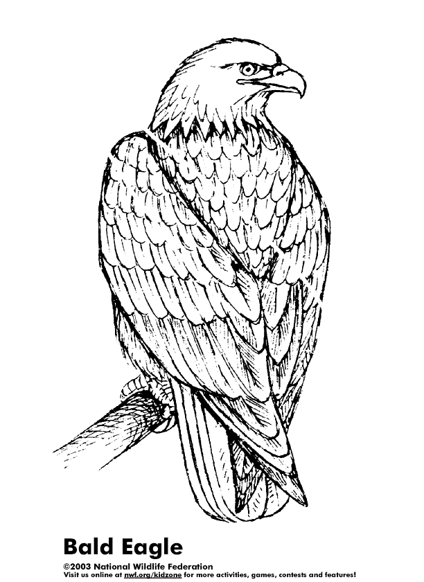 Águila #81