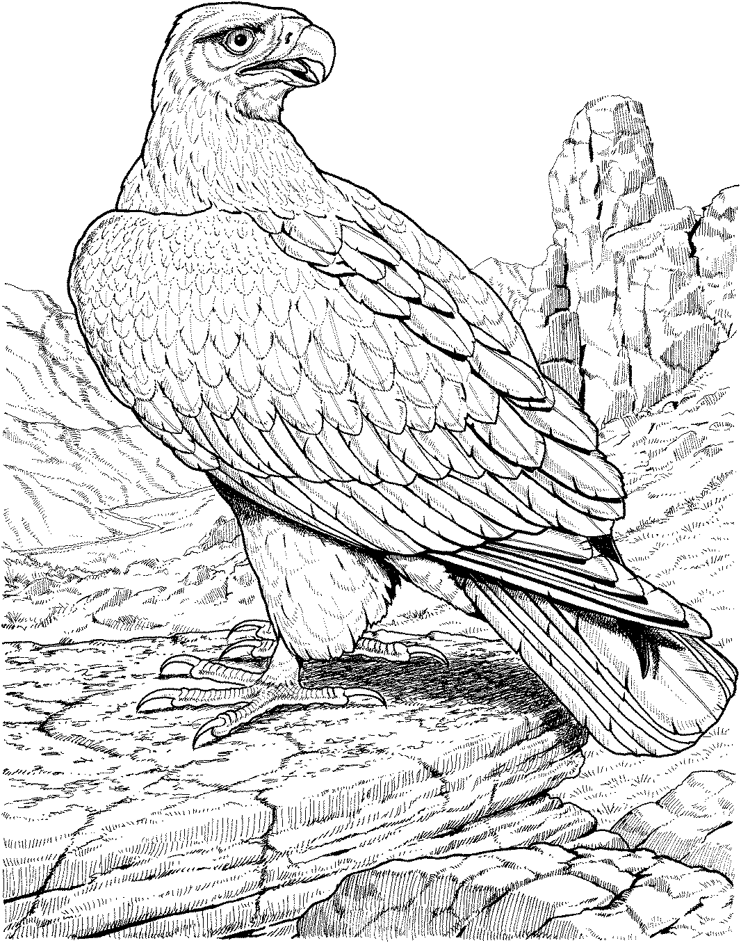 Águila #84