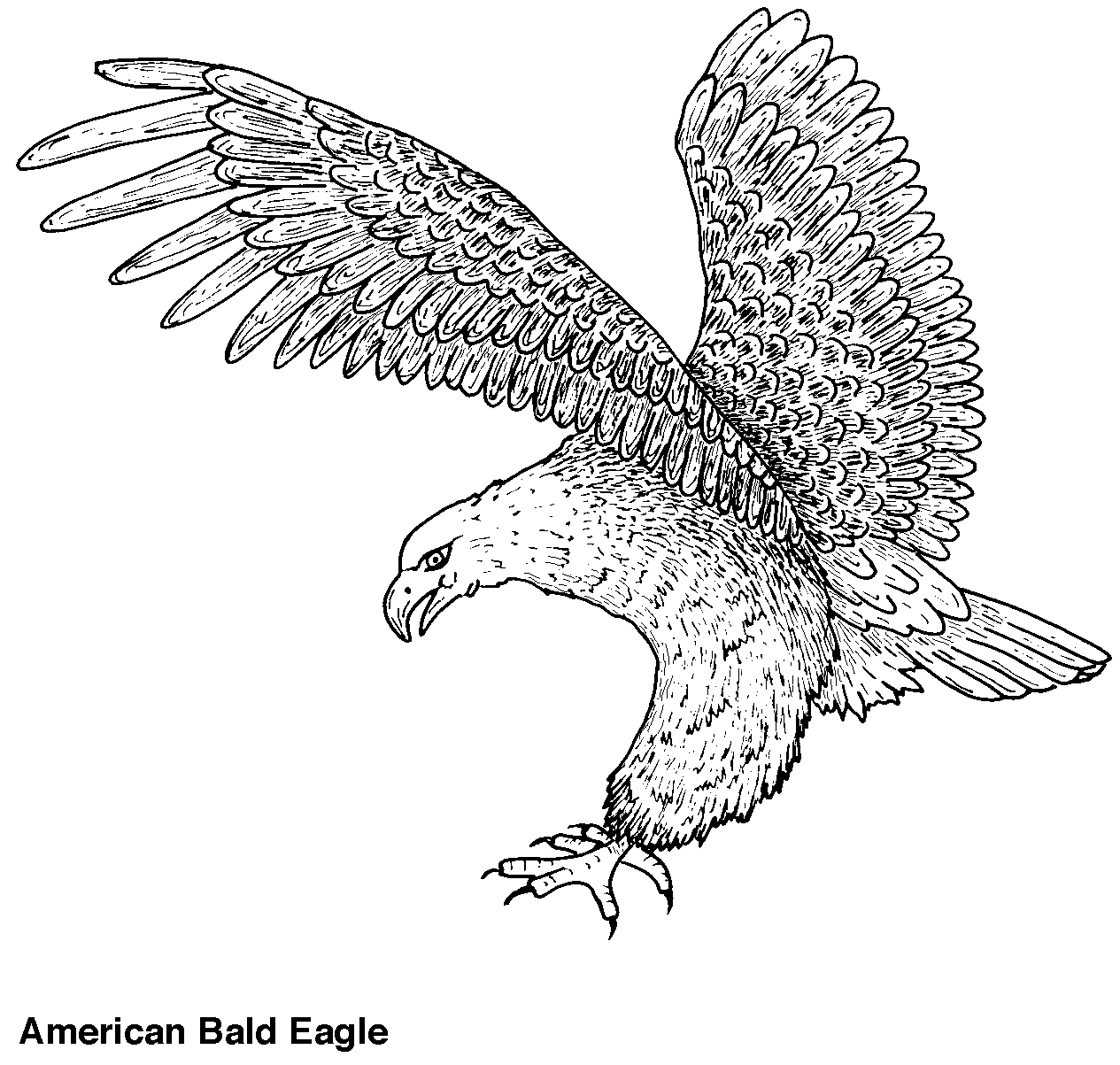 Águila #89