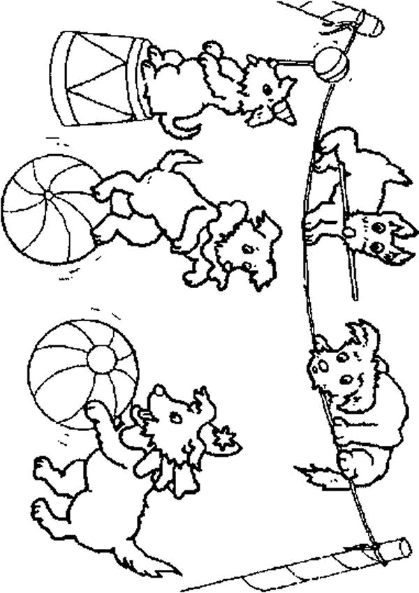 Animales de circo #138