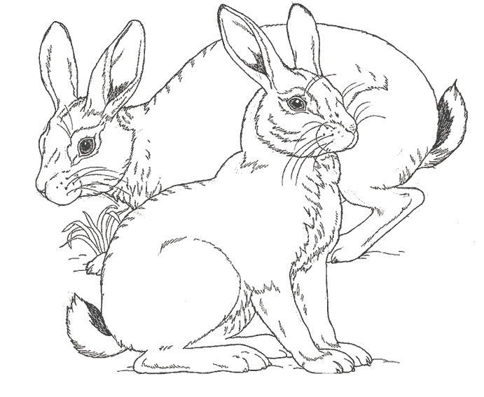 Animales de granja #221