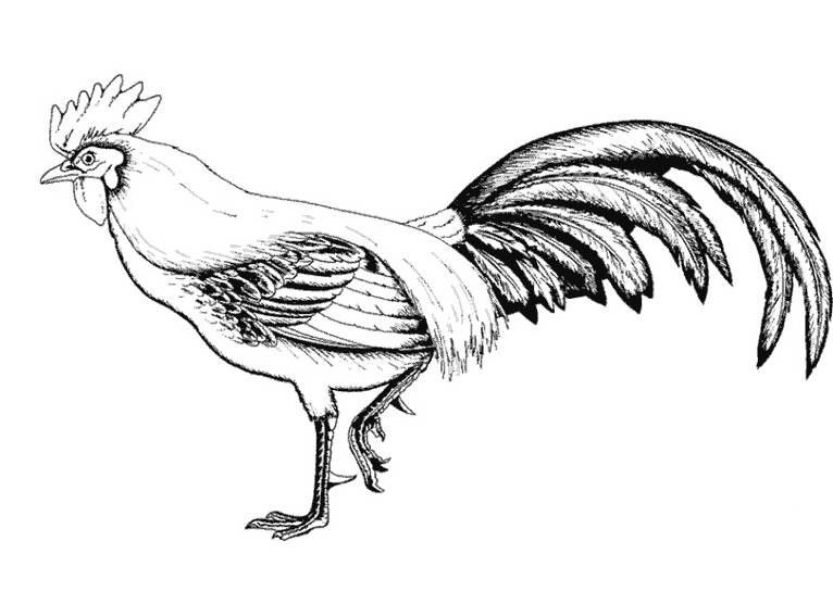 Animales de granja #246