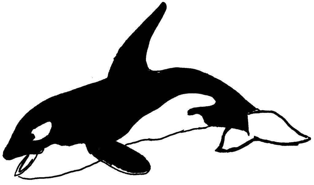 Animales marinos #396