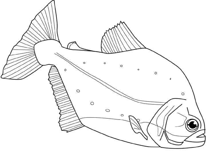 Animales marinos #424