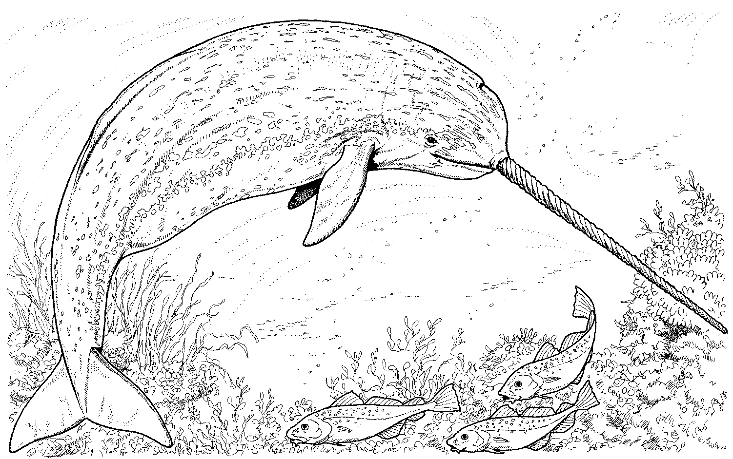Animales marinos #447