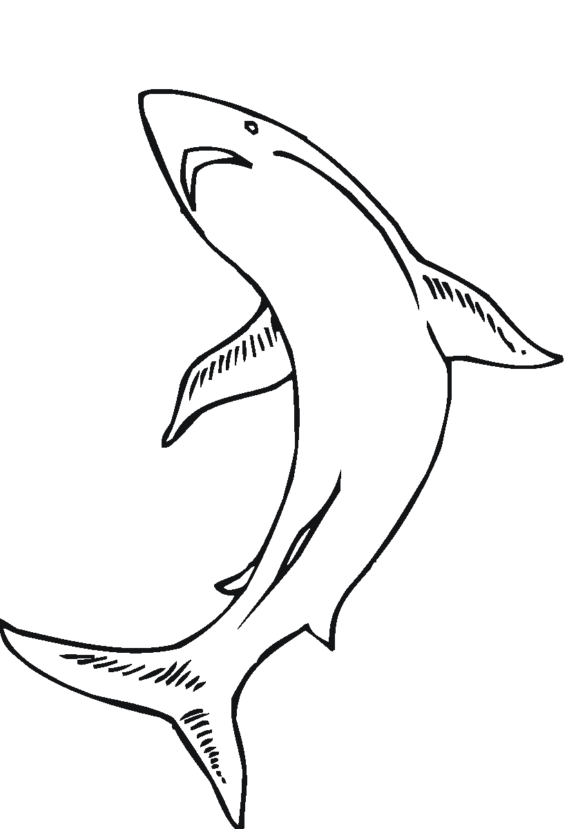 Animales marinos #450