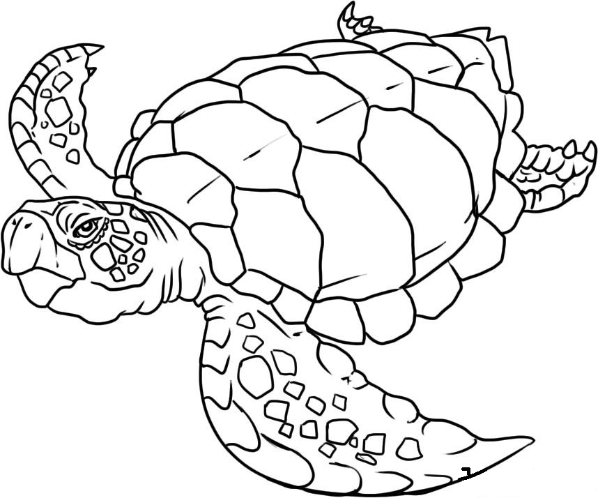 Animales marinos #451