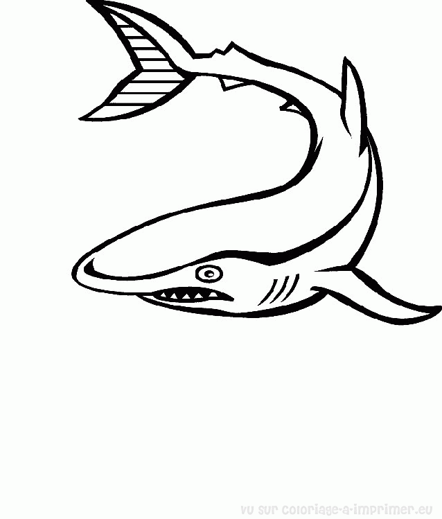 Animales marinos #455