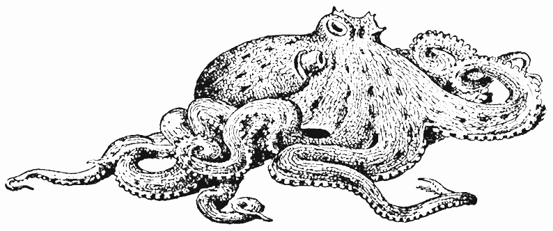 Animales marinos #459