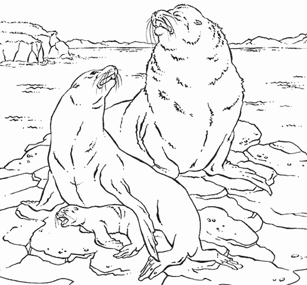 Animales marinos #469