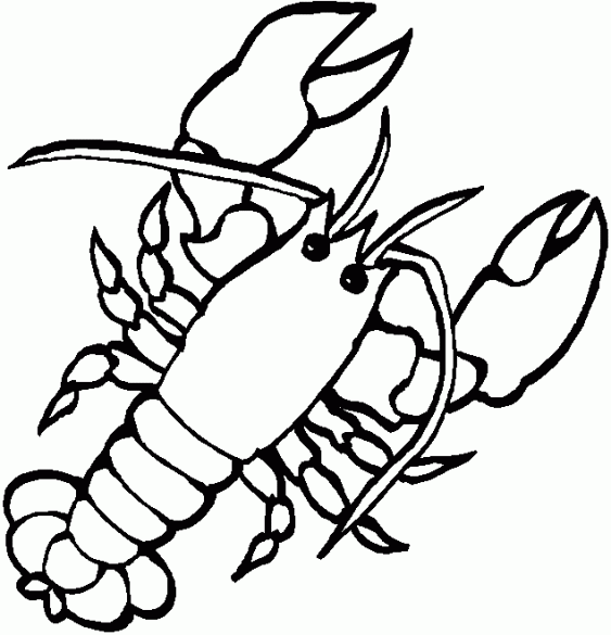 Animales marinos #494