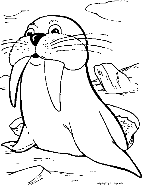 Animales marinos #504