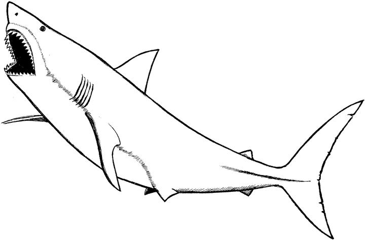 Animales marinos #505