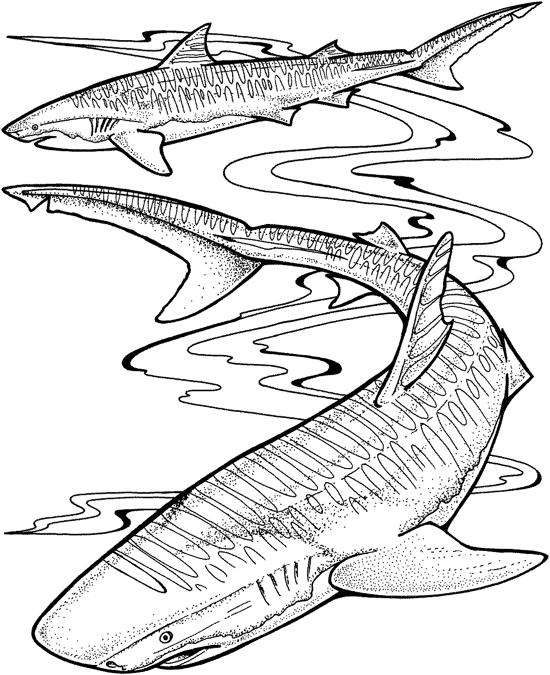 Animales marinos #510