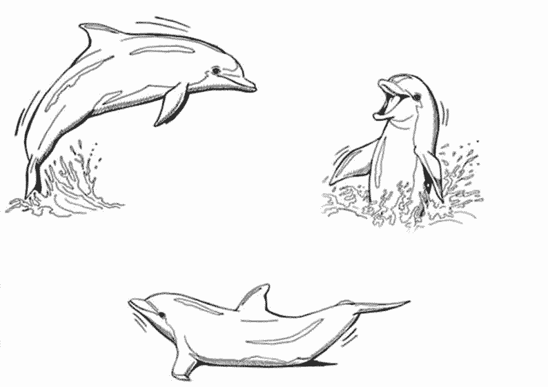 Animales marinos #514