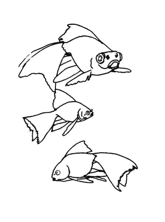 Animales marinos #518