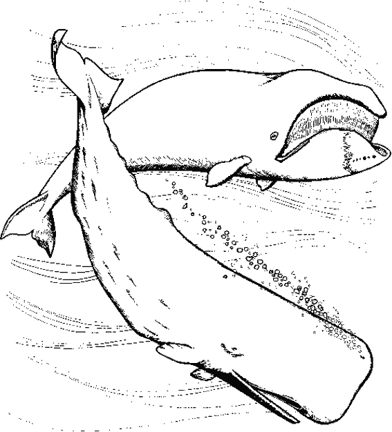 Animales marinos #520
