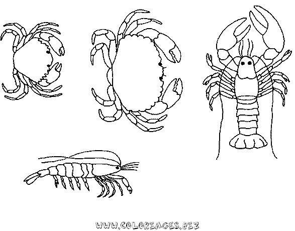Animales marinos #529
