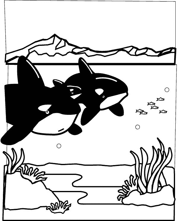 Animales marinos #536