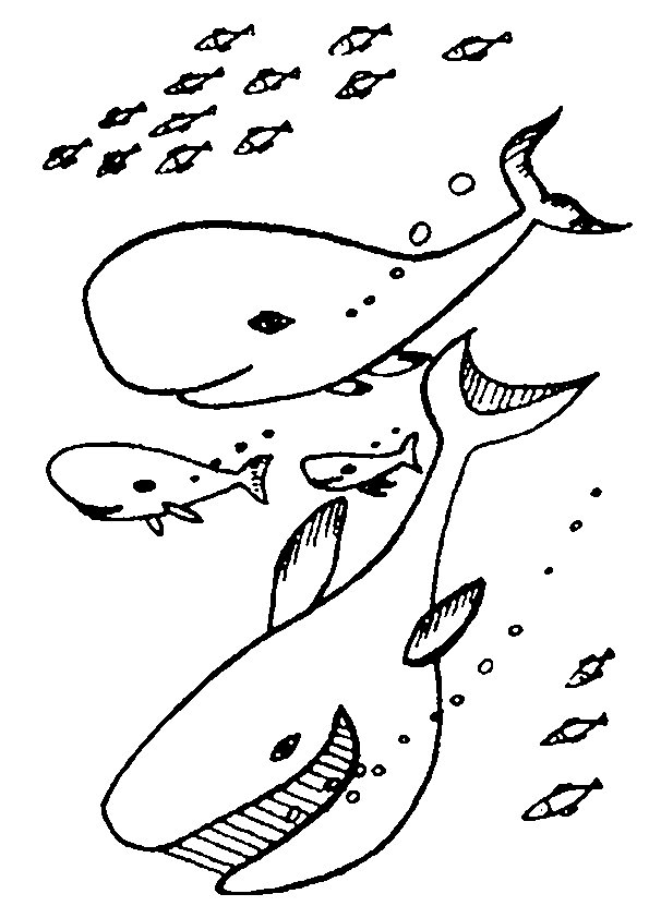 Animales marinos #547