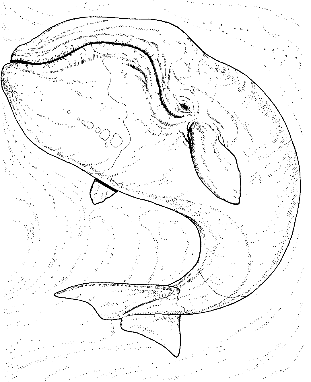 Animales marinos #562