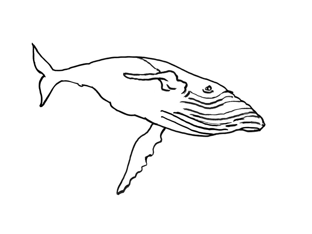 Animales marinos #568