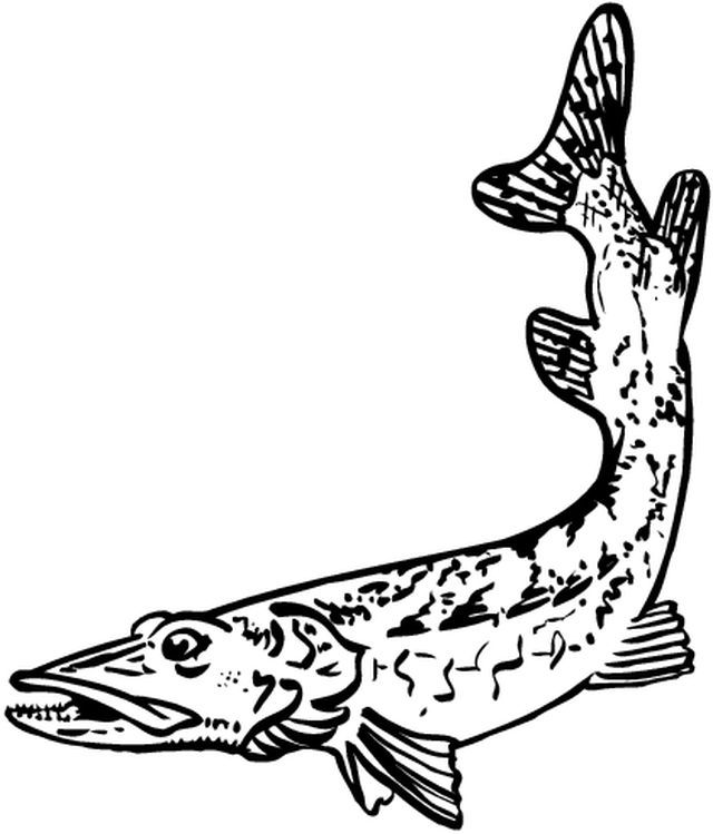 Animales marinos #573
