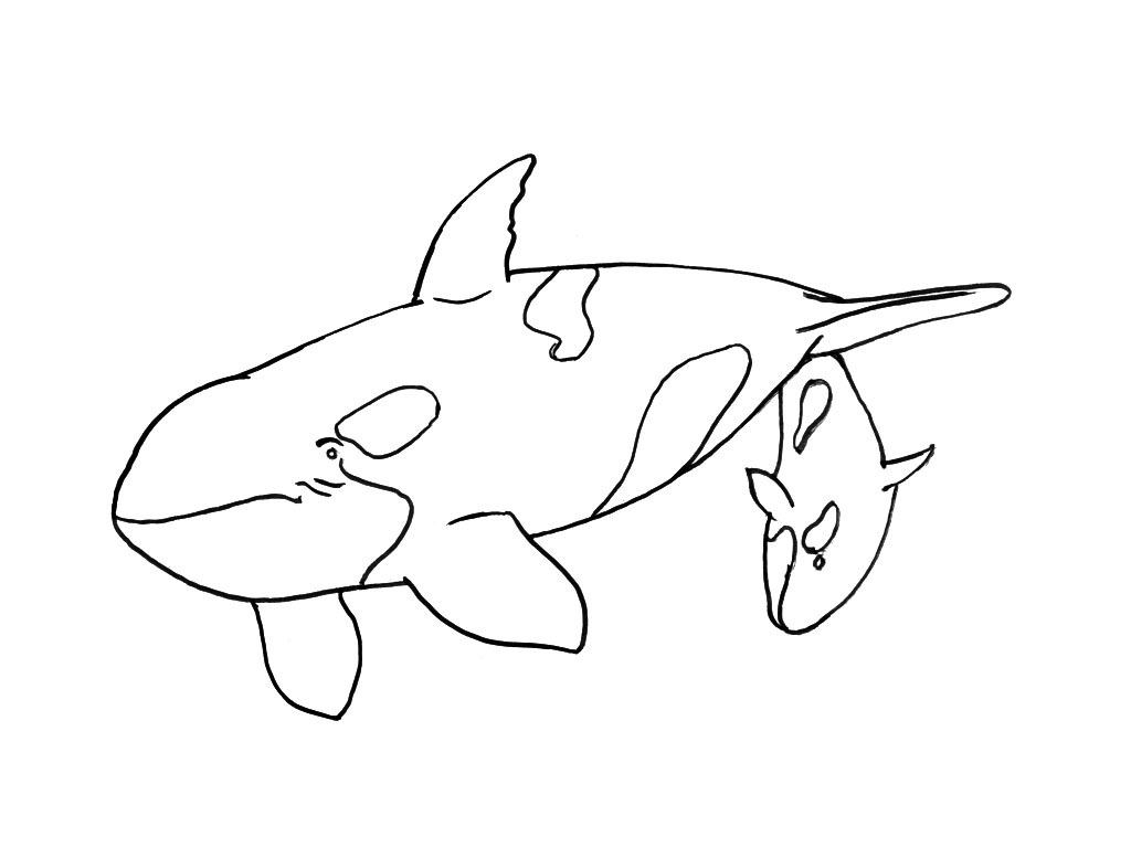 Animales marinos #596