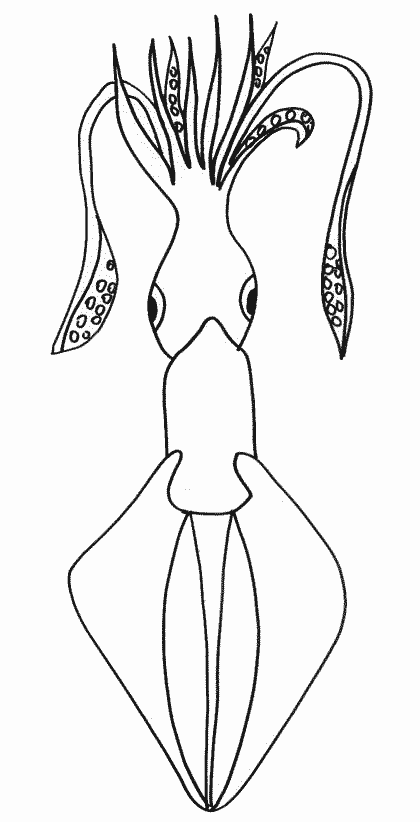 Animales marinos #598