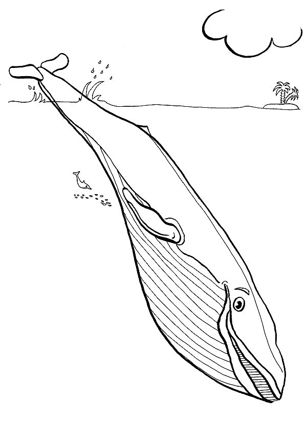 Animales marinos #601
