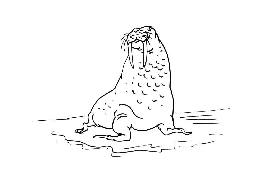 Animales marinos #613