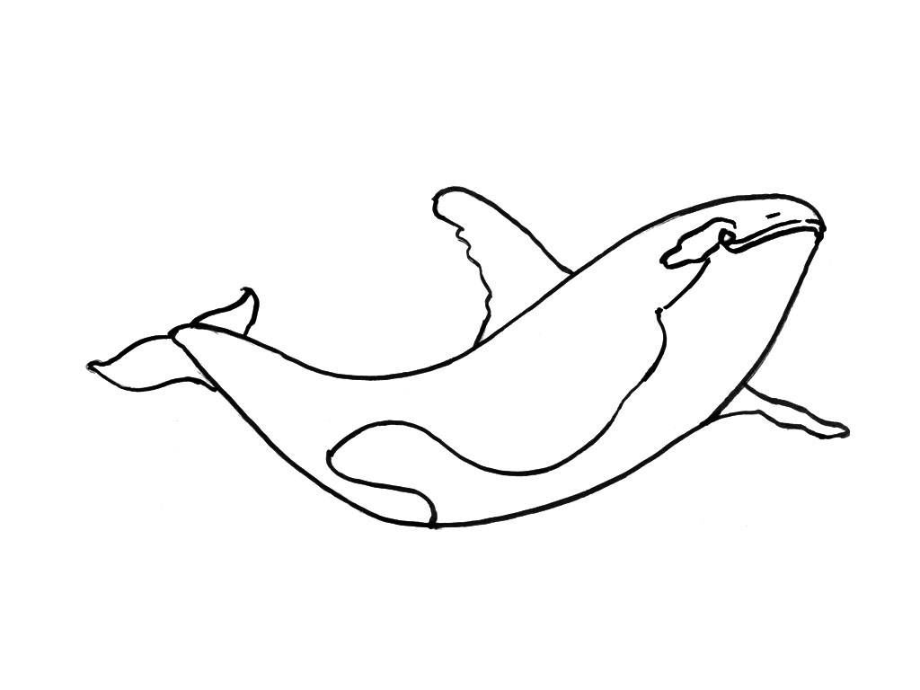 Animales marinos #616