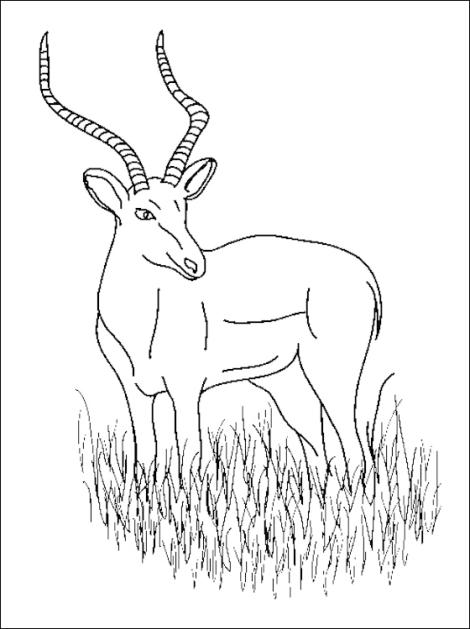 Antílope #784
