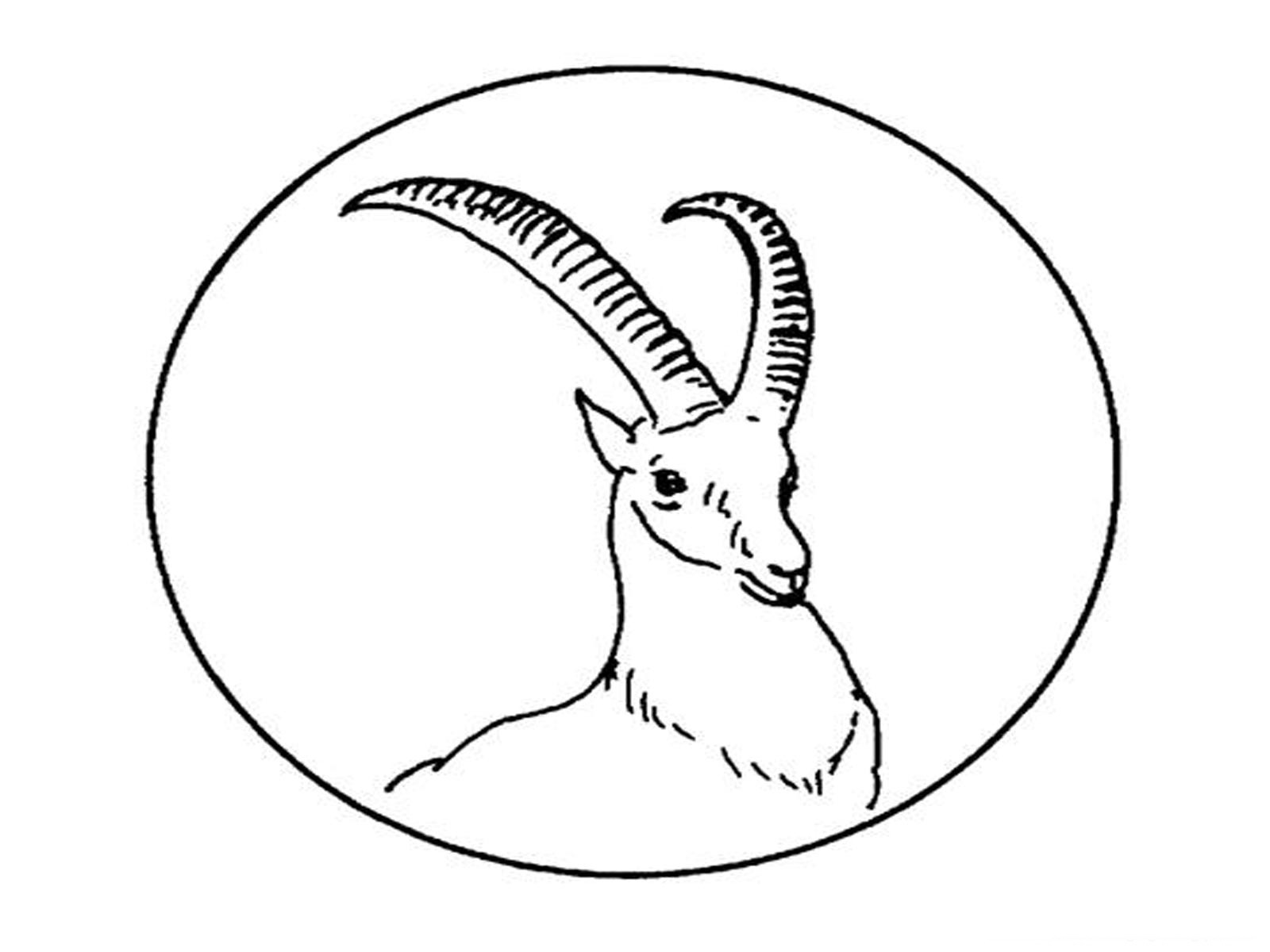 Antílope #798