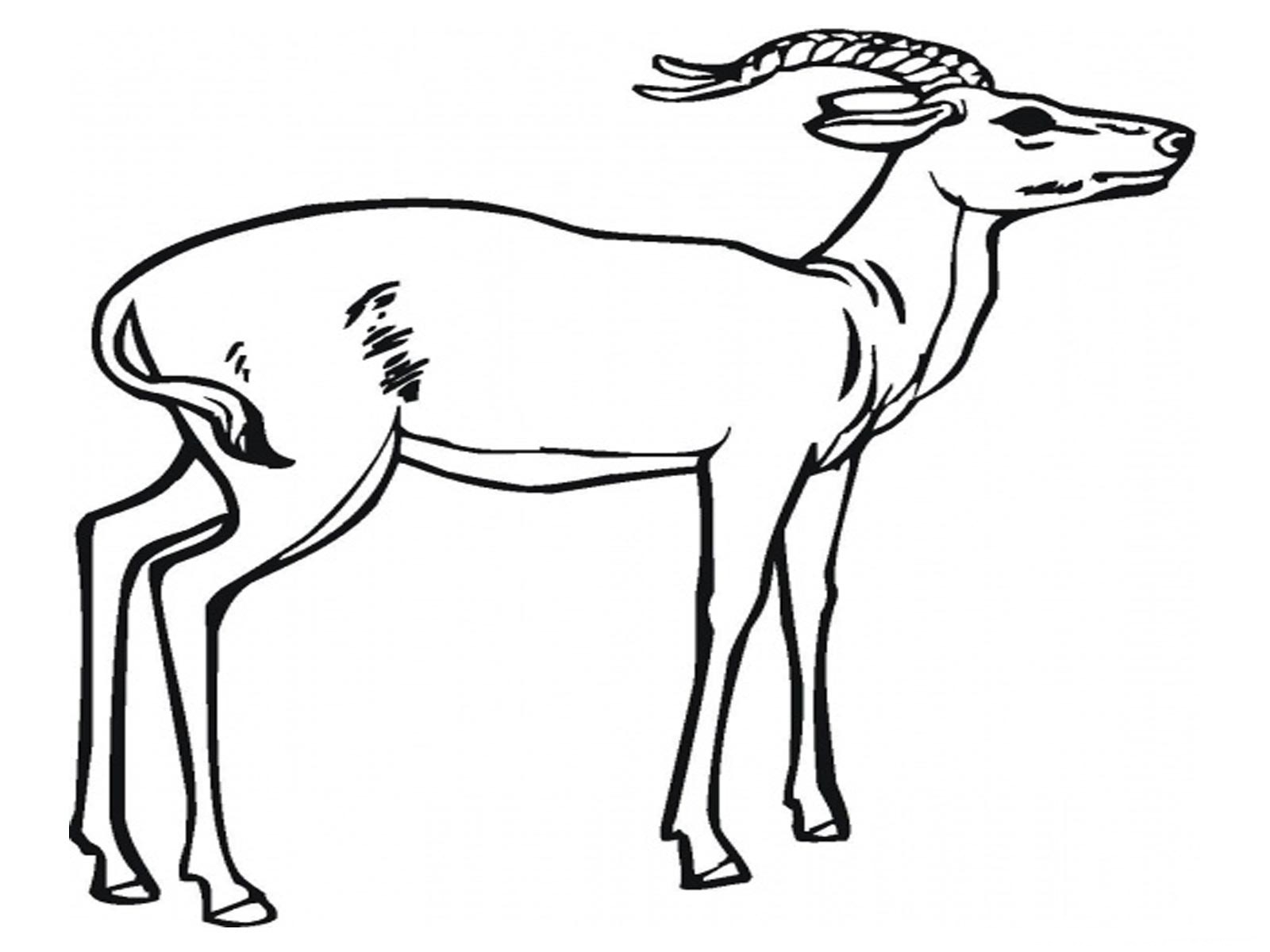 Antílope #803