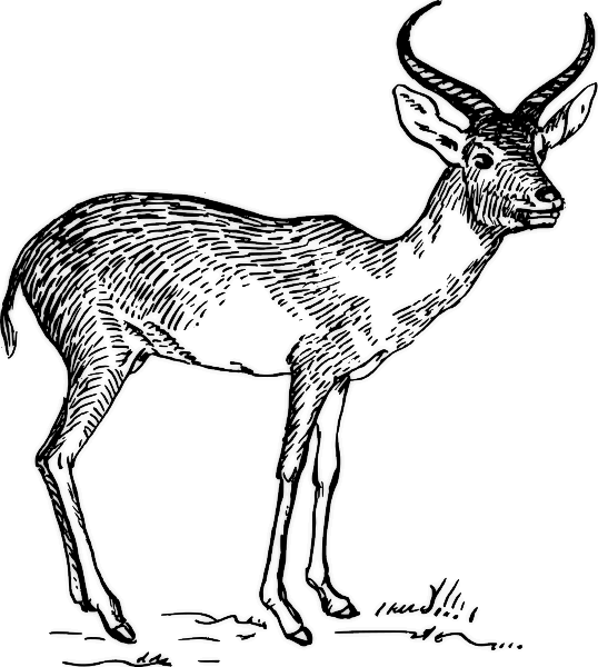 Antílope #806