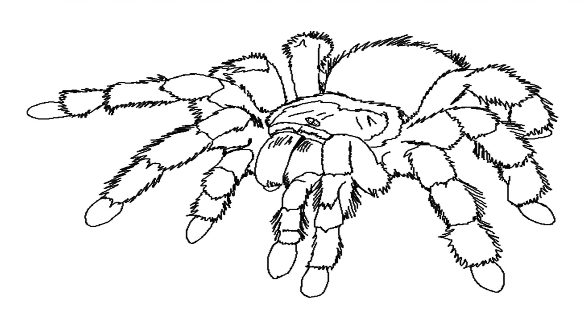Araña #846