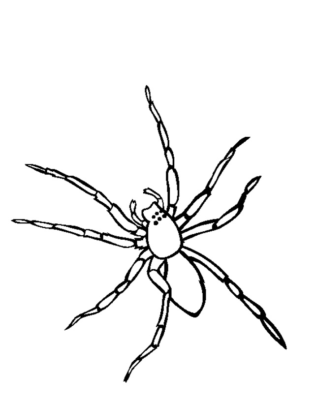 Araña #853