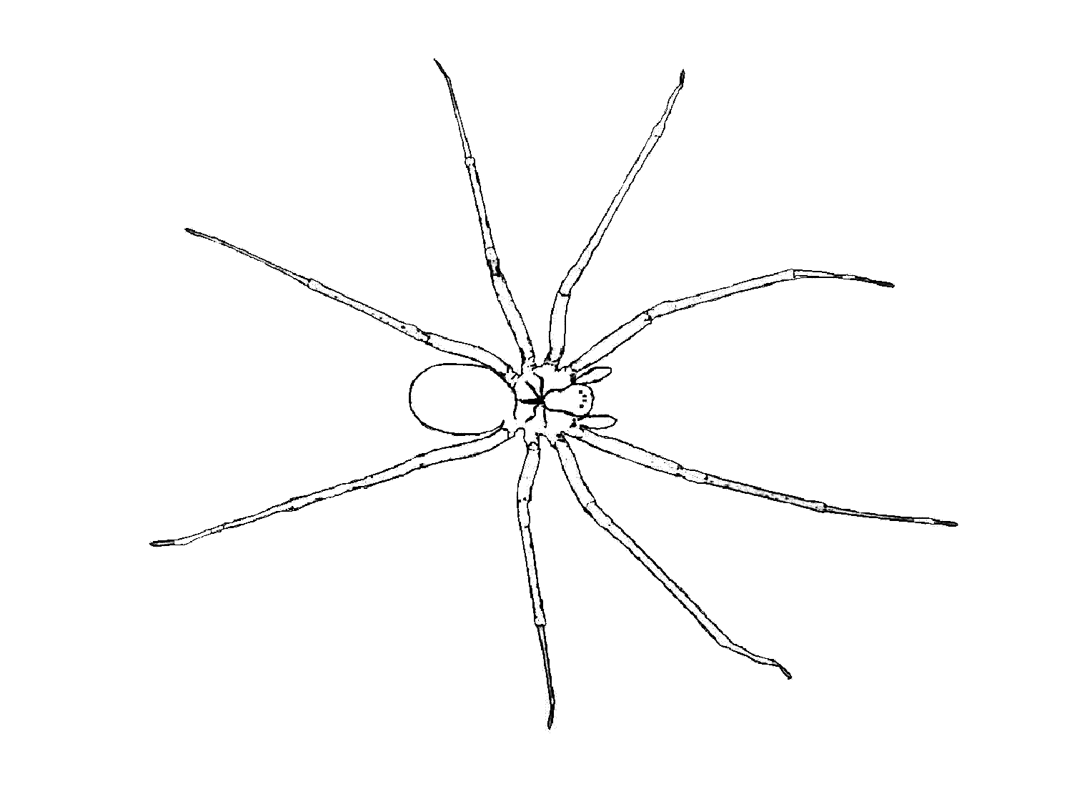 Araña #862