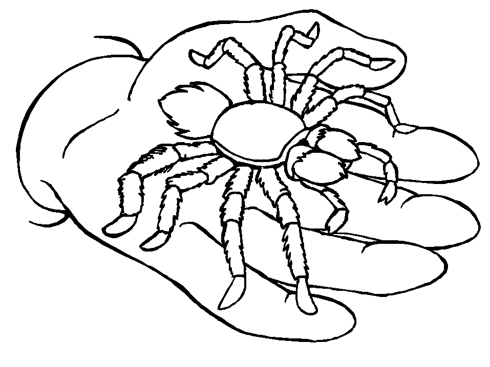 Araña #871