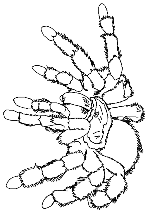Araña #874
