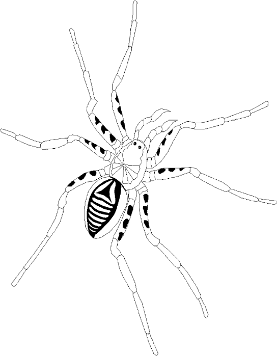 Araña #876