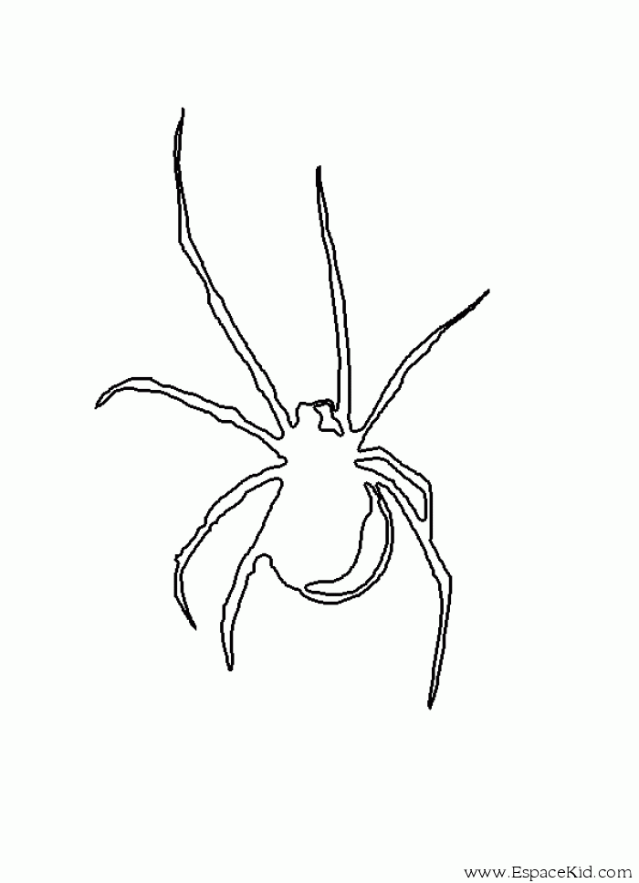 Araña #878