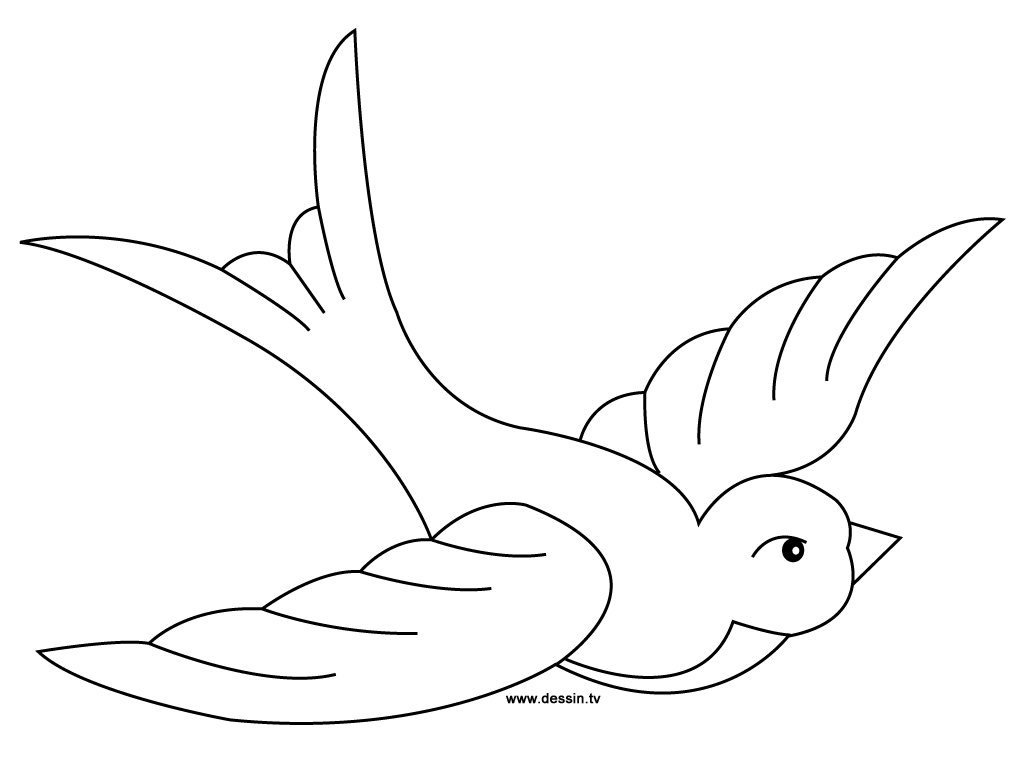 Aves #1011